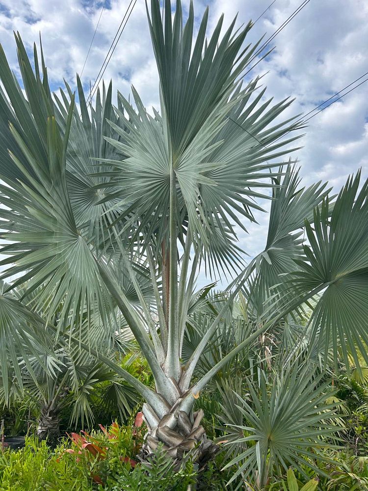 bismarckia-nobilis-silver-bismarck-palm