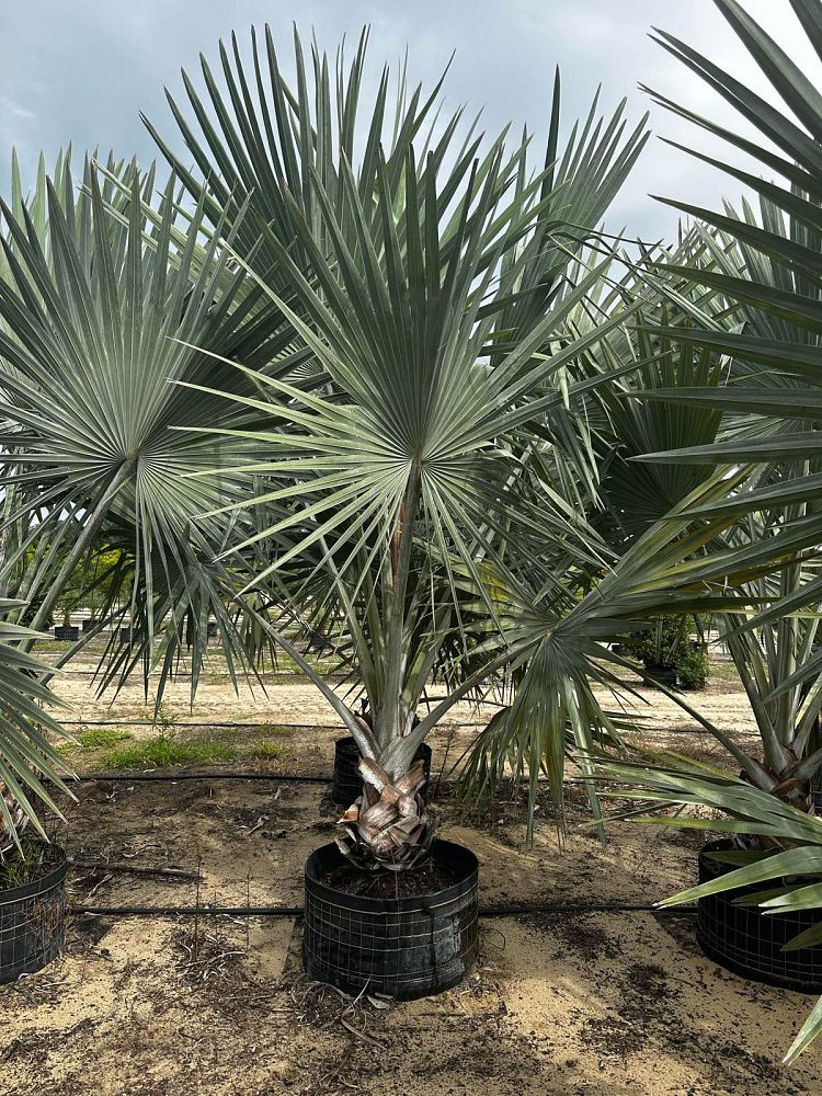 bismarckia-nobilis-silver-bismarck-palm