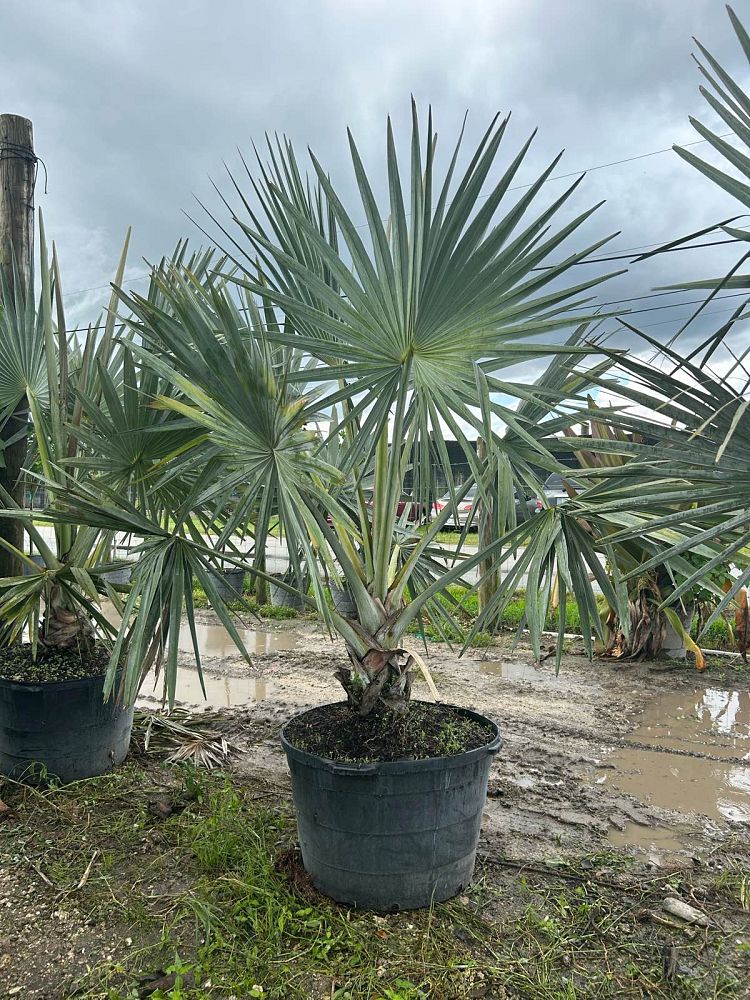 bismarckia-nobilis-silver-bismarck-palm