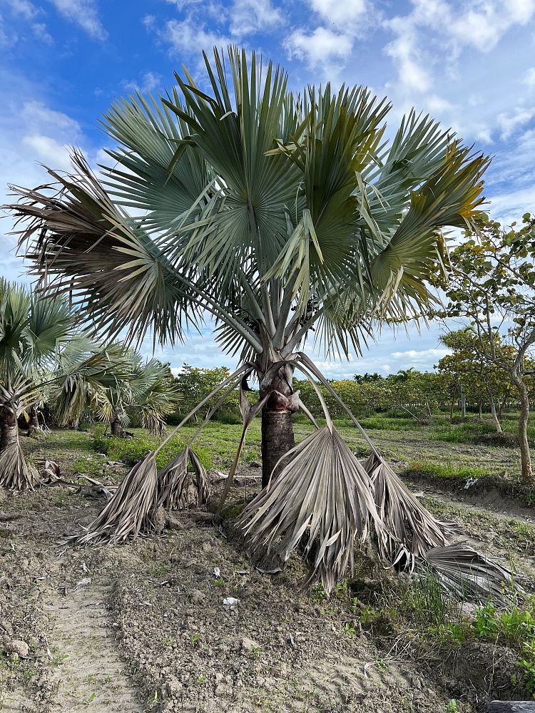 bismarckia-nobilis-silver-bismarck-palm