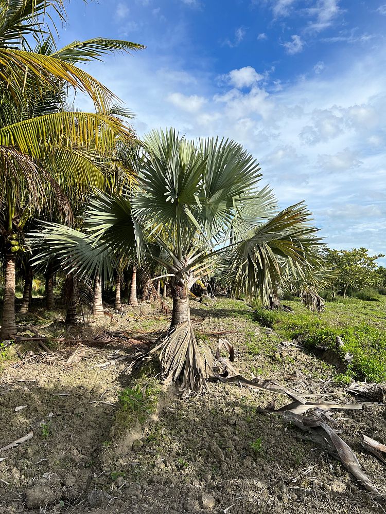 bismarckia-nobilis-silver-bismarck-palm