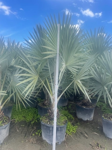 bismarckia-nobilis-silver-bismarck-palm