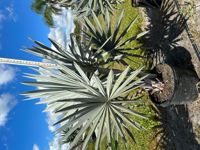 bismarckia-nobilis-silver-bismarck-palm
