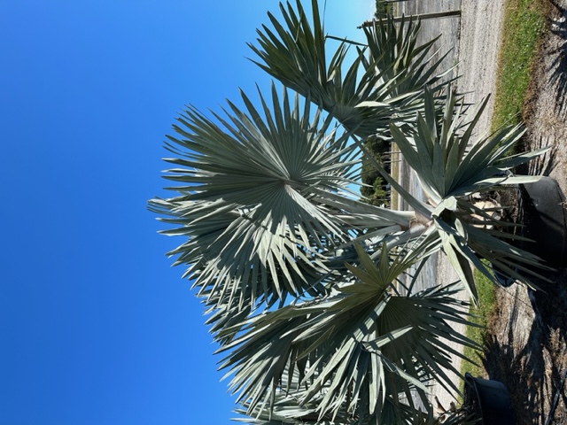 bismarckia-nobilis-silver-bismarck-palm