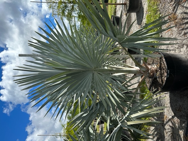 bismarckia-nobilis-silver-bismarck-palm
