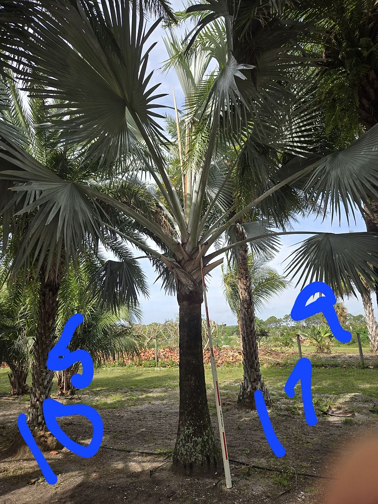 bismarckia-nobilis-silver-bismarck-palm