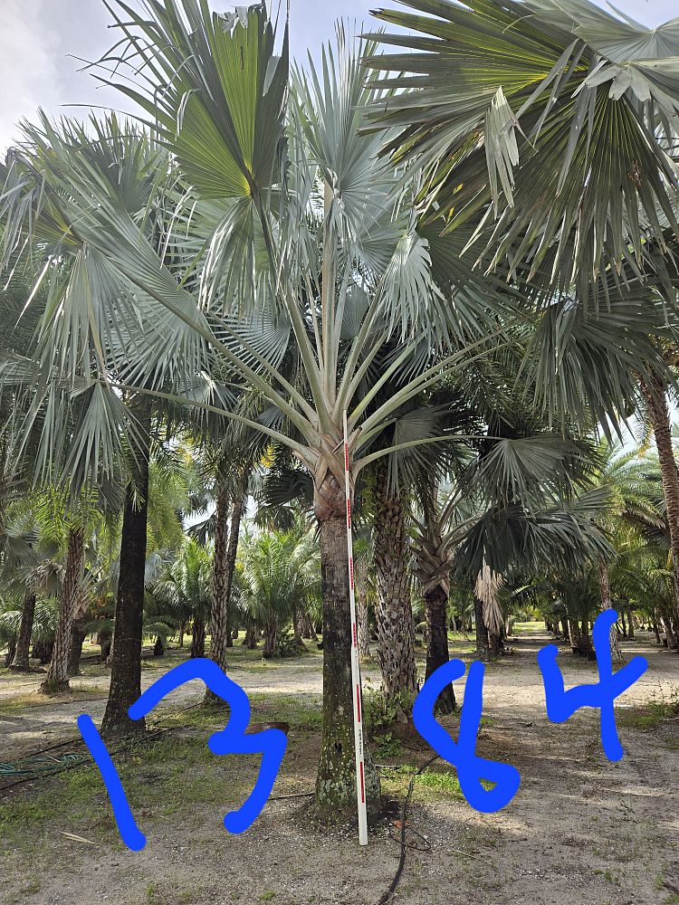 bismarckia-nobilis-silver-bismarck-palm