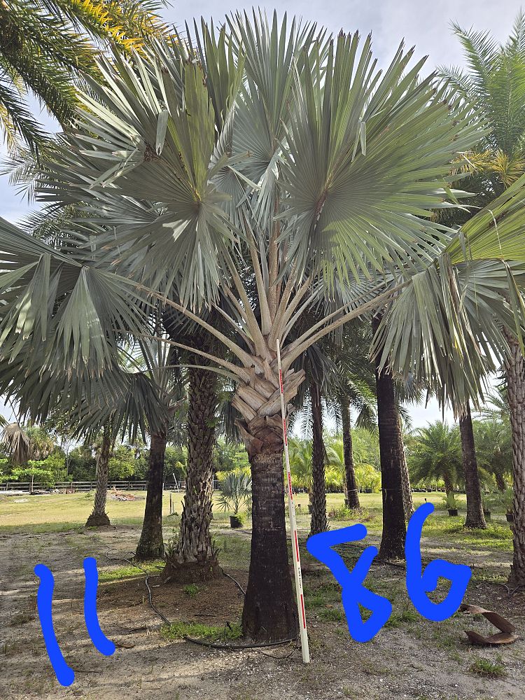 bismarckia-nobilis-silver-bismarck-palm