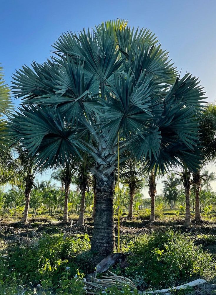 bismarckia-nobilis-silver-bismarck-palm