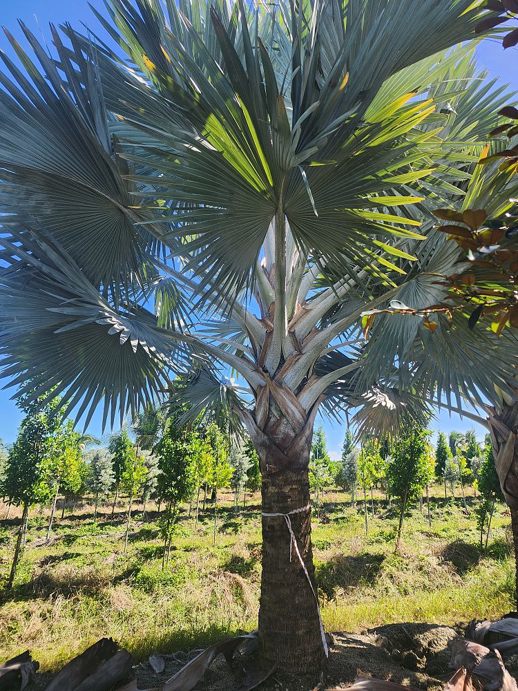bismarckia-nobilis-silver-bismarck-palm