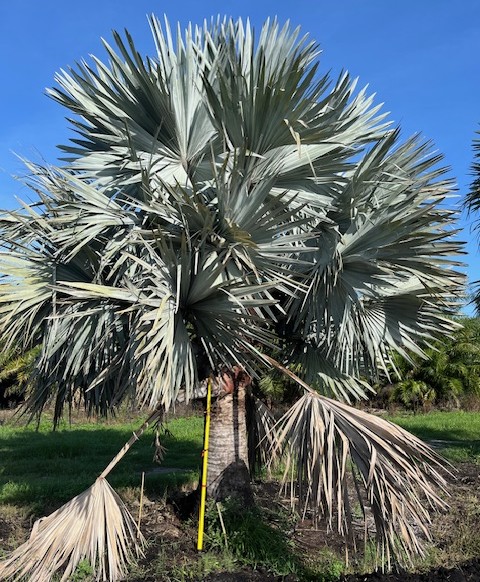 bismarckia-nobilis-silver-bismarck-palm