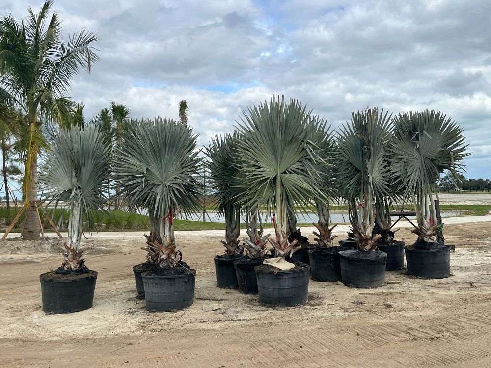 bismarckia-nobilis-silver-bismarck-palm