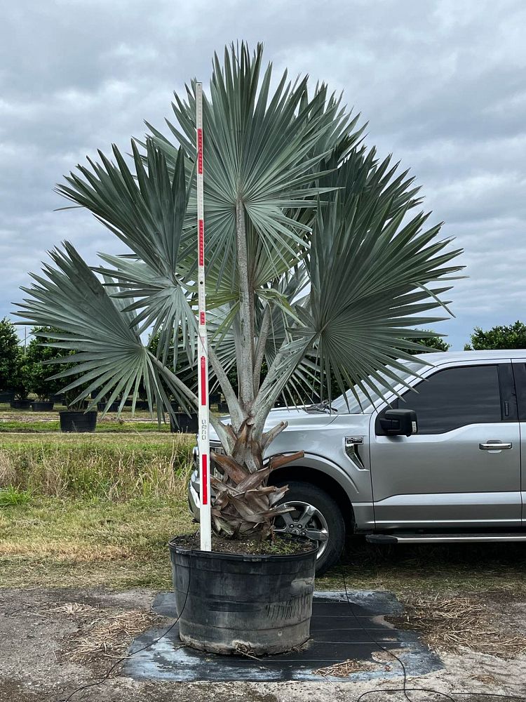 bismarckia-nobilis-silver-bismarck-palm