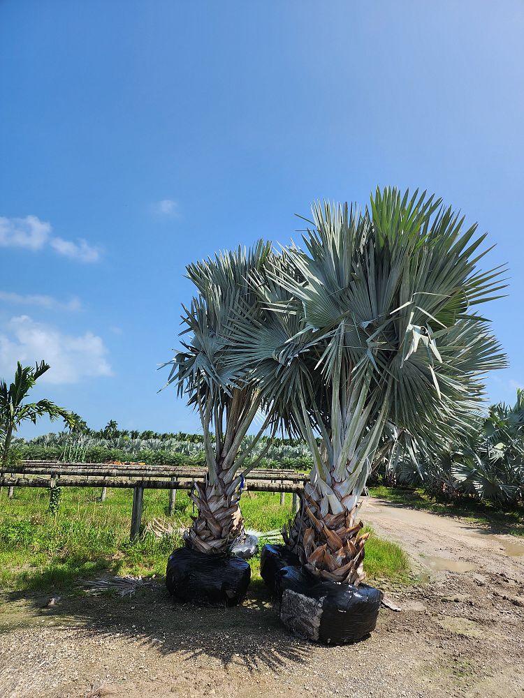 bismarckia-nobilis-silver-bismarck-palm