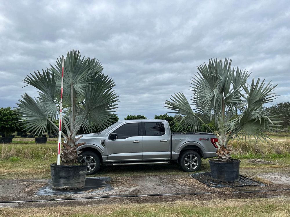 bismarckia-nobilis-silver-bismarck-palm