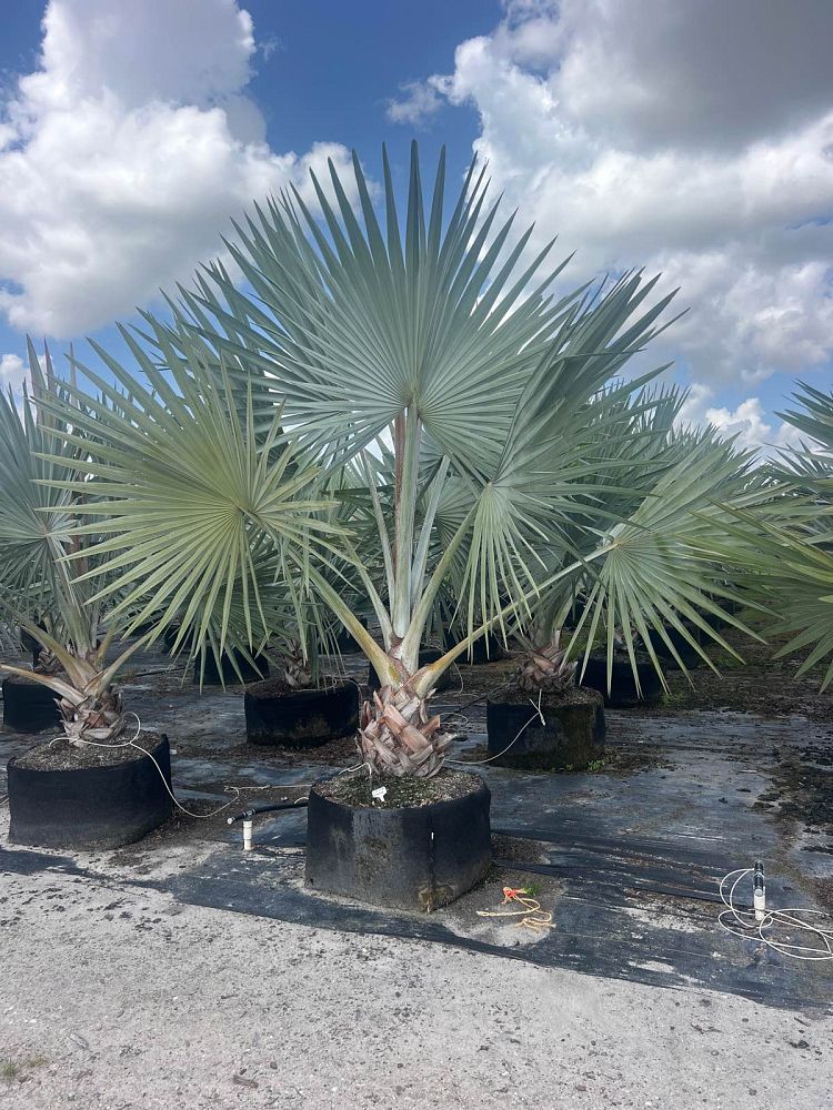 bismarckia-nobilis-silver-bismarck-palm