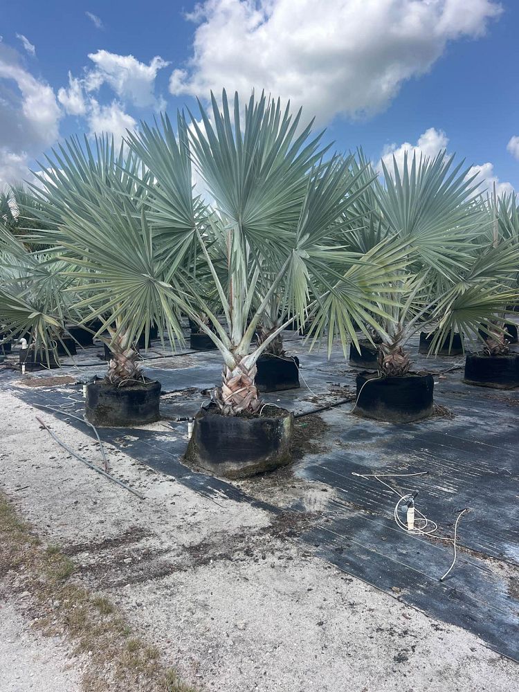 bismarckia-nobilis-silver-bismarck-palm