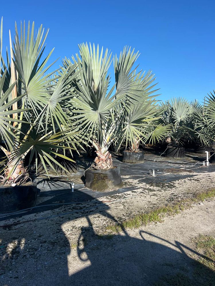bismarckia-nobilis-silver-bismarck-palm