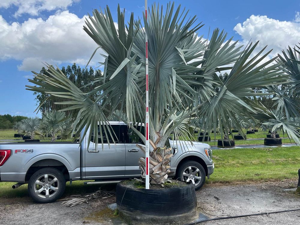 bismarckia-nobilis-silver-bismarck-palm