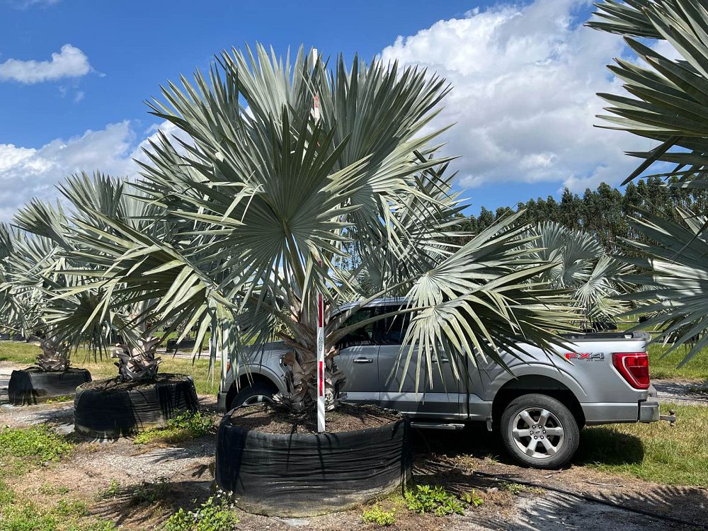 bismarckia-nobilis-silver-bismarck-palm