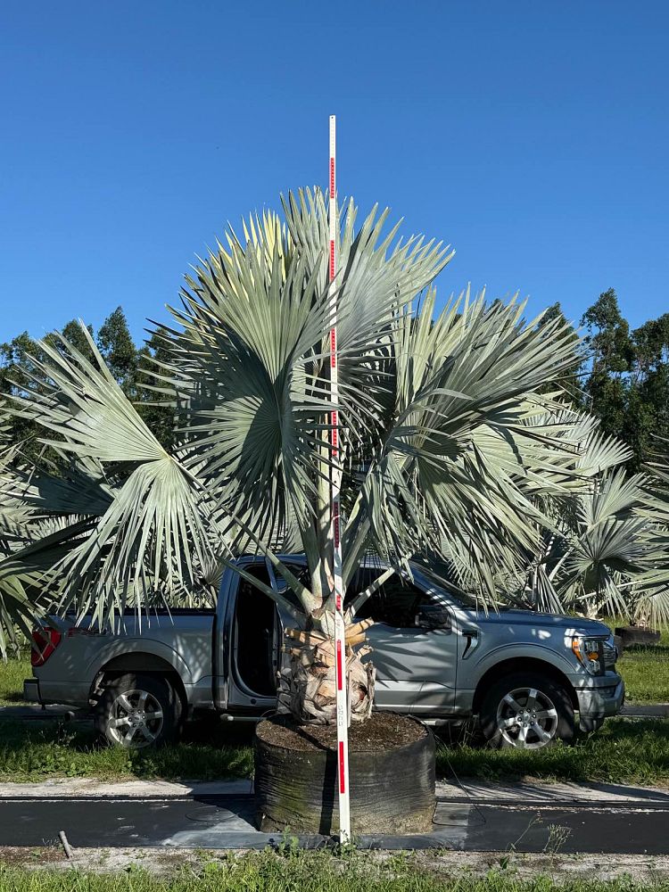 bismarckia-nobilis-silver-bismarck-palm