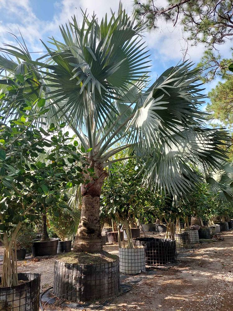 bismarckia-nobilis-silver-bismarck-palm