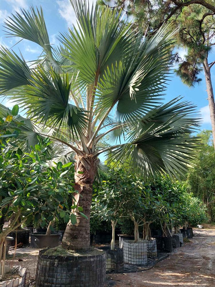 bismarckia-nobilis-silver-bismarck-palm