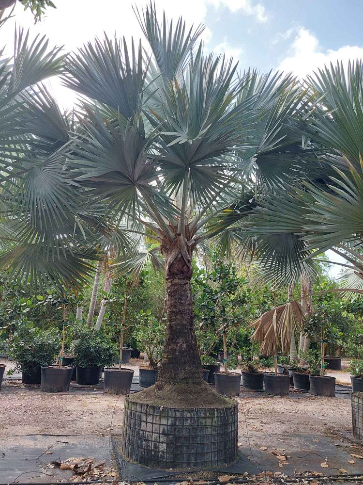 bismarckia-nobilis-silver-bismarck-palm