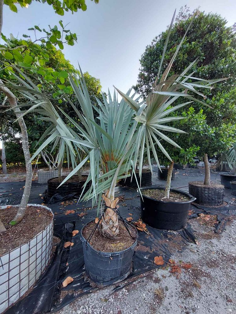 bismarckia-nobilis-silver-bismarck-palm
