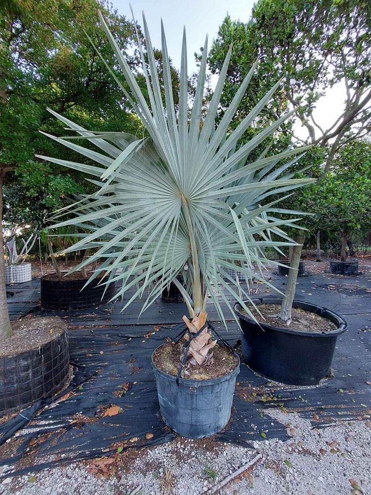 bismarckia-nobilis-silver-bismarck-palm
