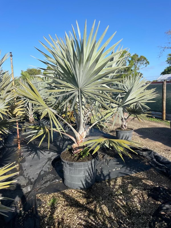 bismarckia-nobilis-silver-bismarck-palm