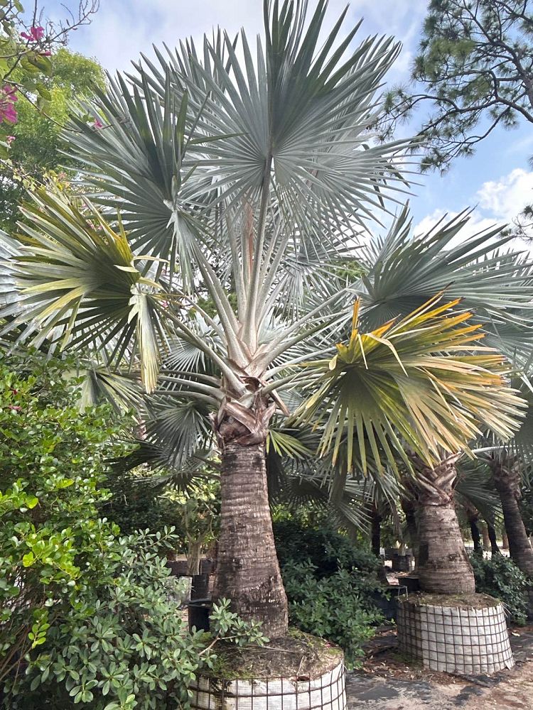 bismarckia-nobilis-silver-bismarck-palm