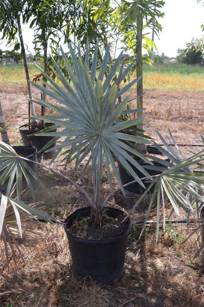 bismarckia-nobilis-silver-bismarck-palm