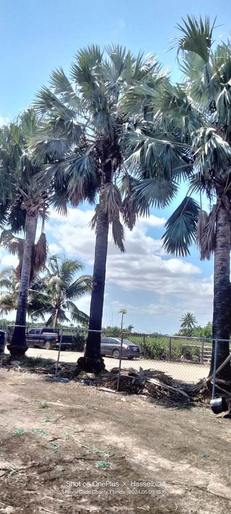 bismarckia-nobilis-silver-bismarck-palm