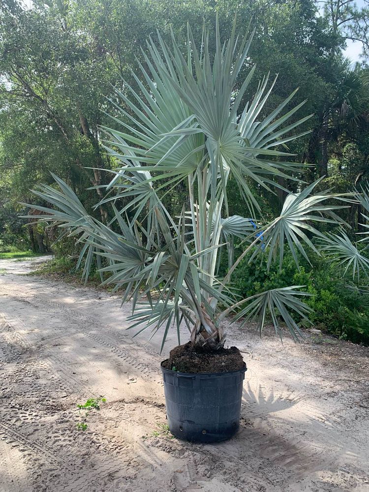 bismarckia-nobilis-silver-bismarck-palm