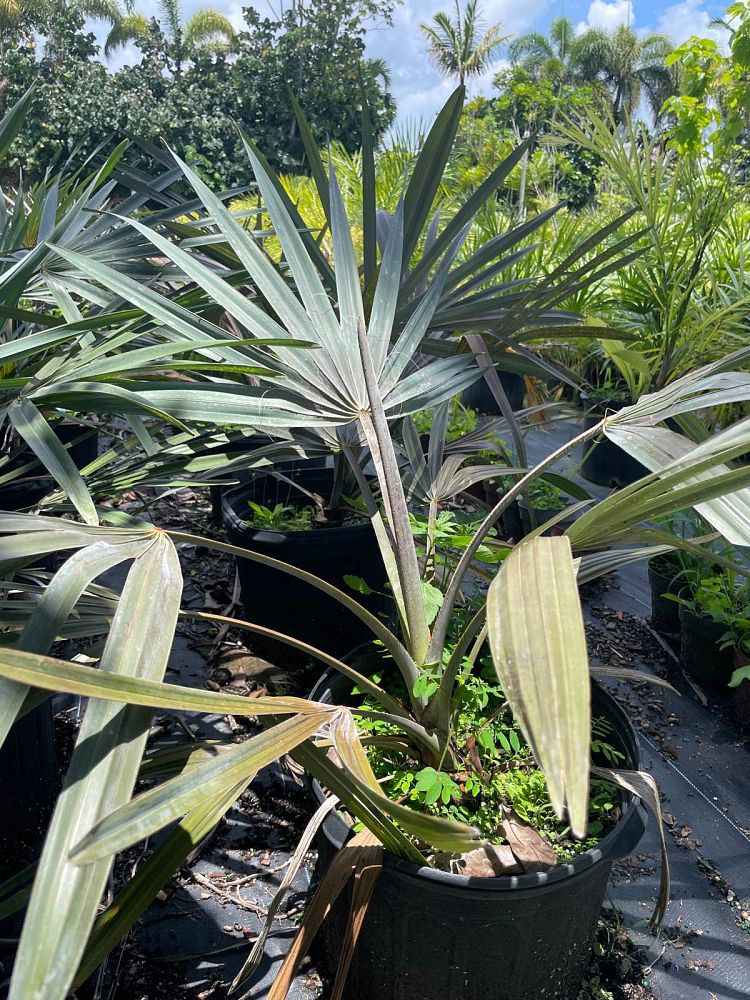 bismarckia-nobilis-silver-bismarck-palm