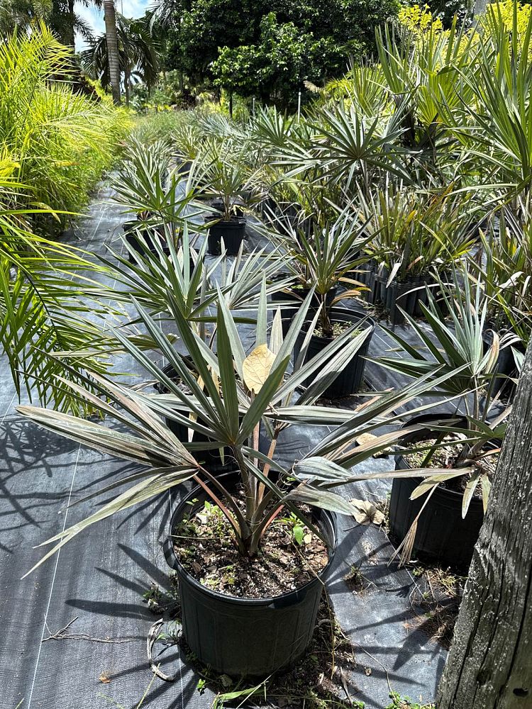 bismarckia-nobilis-silver-bismarck-palm