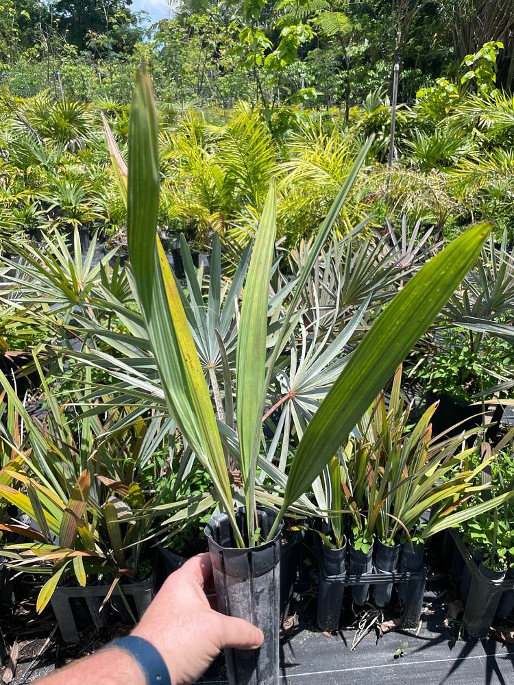 bismarckia-nobilis-silver-bismarck-palm
