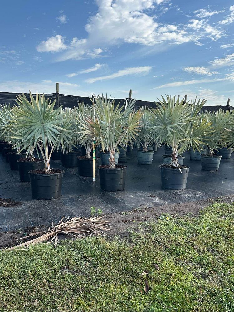 bismarckia-nobilis-silver-bismarck-palm
