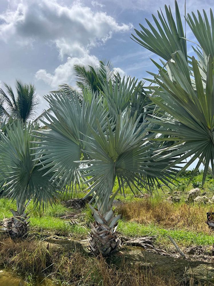 bismarckia-nobilis-silver-bismarck-palm