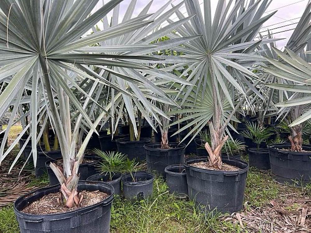 bismarckia-nobilis-silver-bismarck-palm