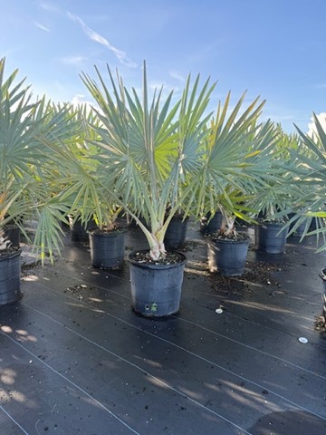 bismarckia-nobilis-silver-bismarck-palm