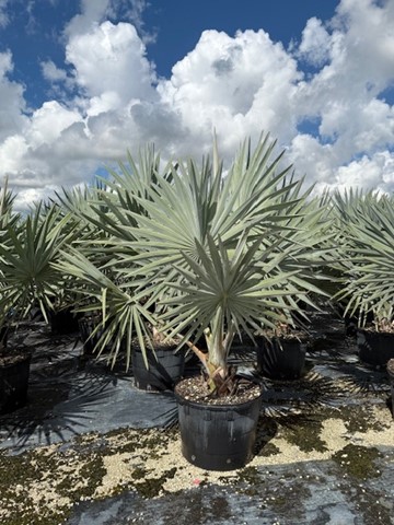 bismarckia-nobilis-silver-bismarck-palm
