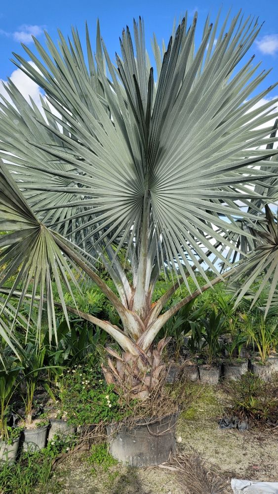 bismarckia-nobilis-silver-bismarck-palm