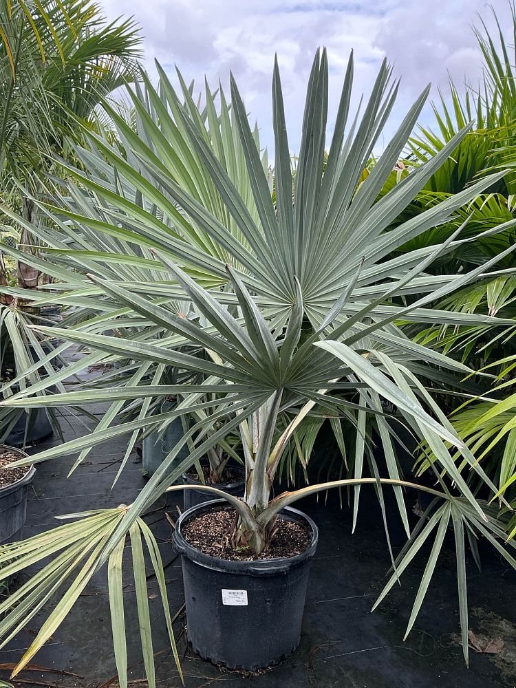 bismarckia-nobilis-silver-bismarck-palm