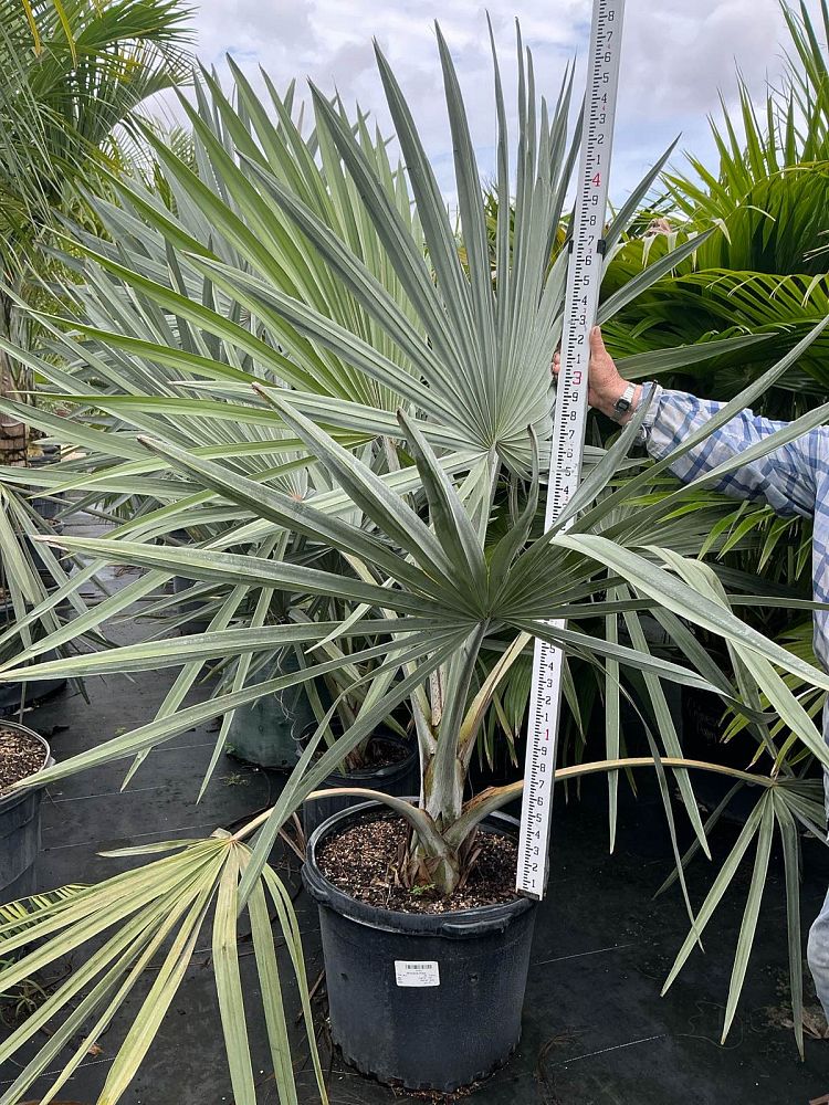 bismarckia-nobilis-silver-bismarck-palm