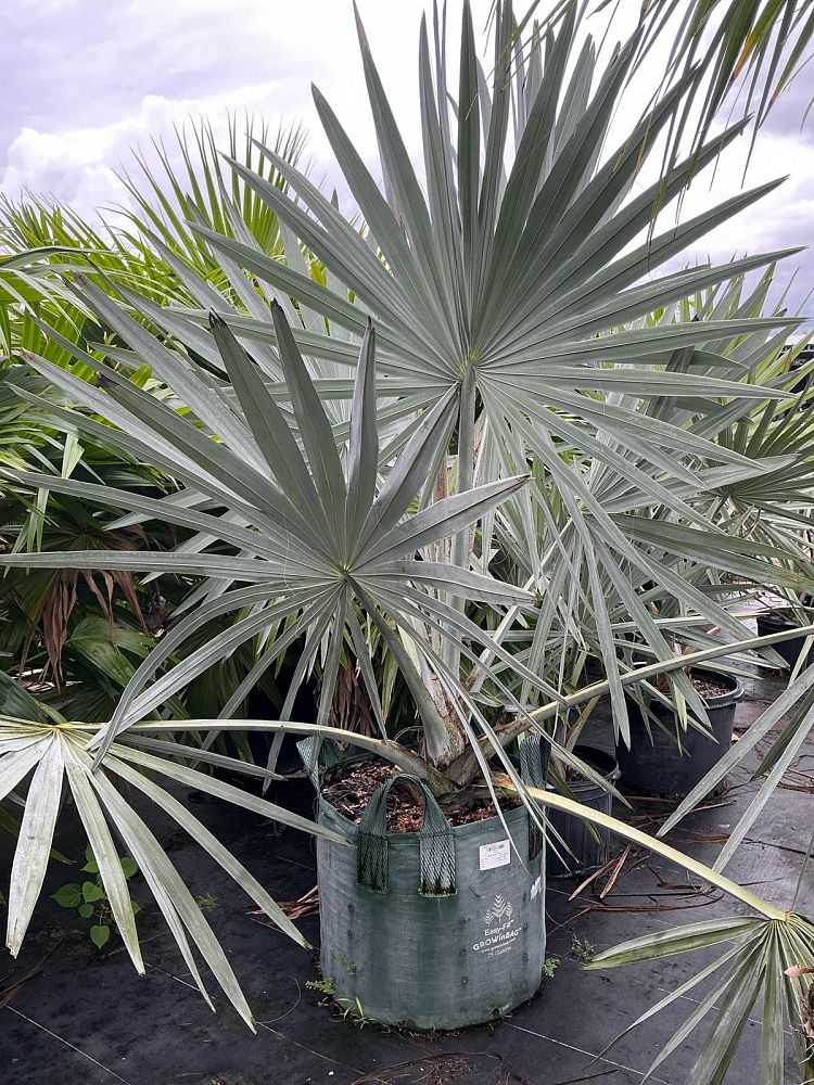 bismarckia-nobilis-silver-bismarck-palm