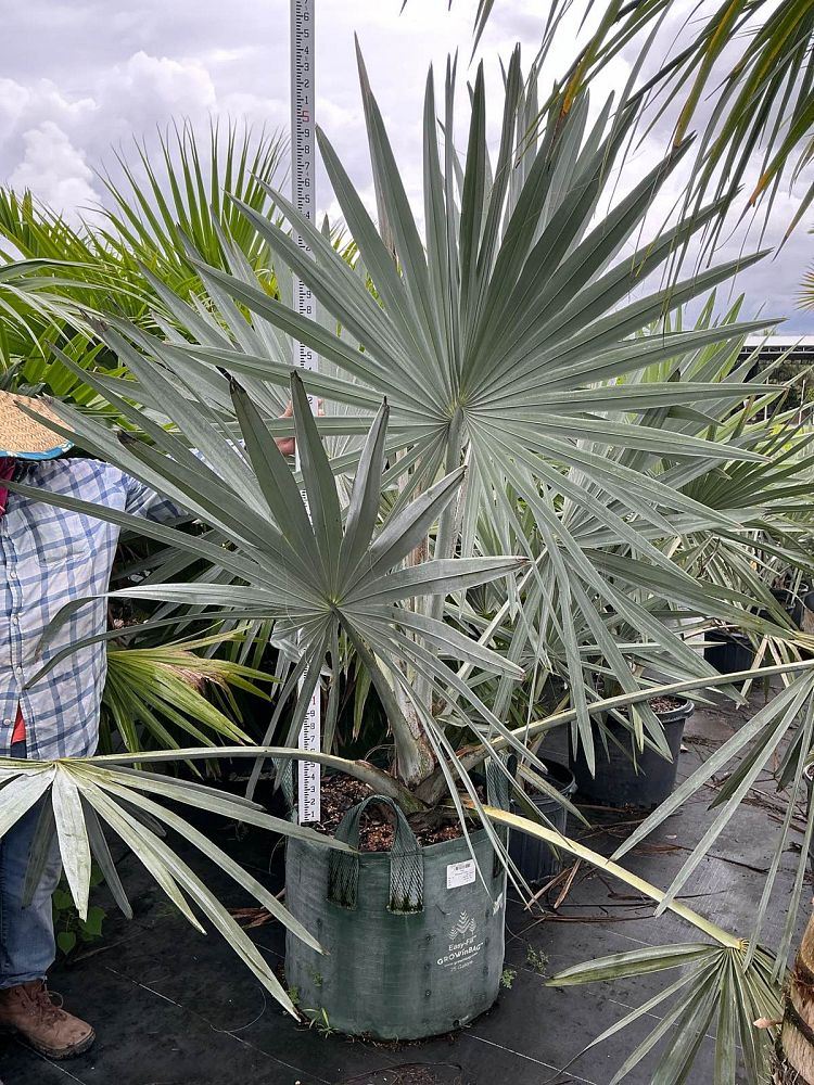 bismarckia-nobilis-silver-bismarck-palm