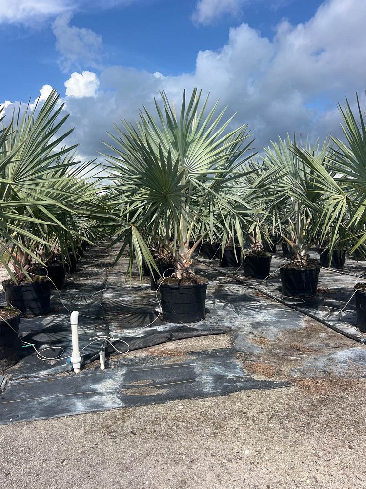 bismarckia-nobilis-silver-bismarck-palm