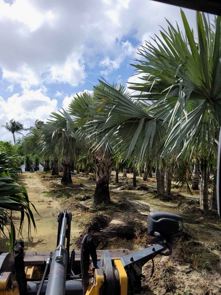 bismarckia-nobilis-silver-bismarck-palm
